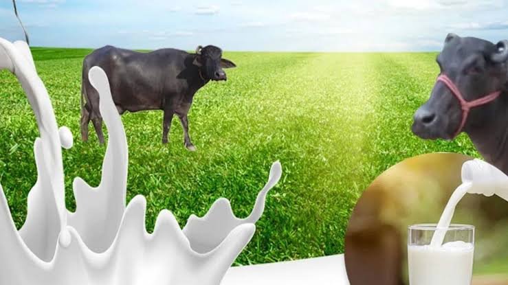 WellHealthOrganic Buffalo Milk Tag: Why Pure and Natural Buffalo Milk Matters